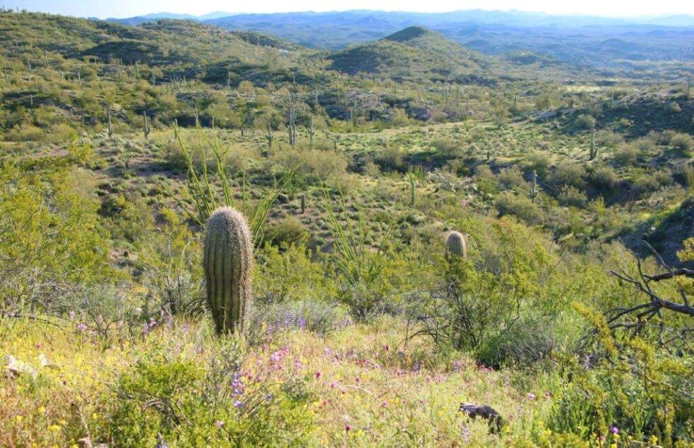 Wickenburg Mountain Ranch Arizona Land for Sale