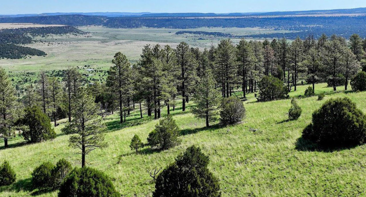 Arizona Pine Properties Land for Sale in Arizona