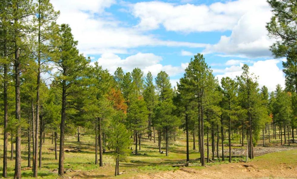 Happy Jack Ranch in Happy Jack Arizona