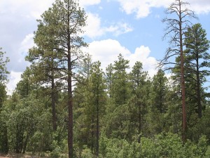 Alpine 28 Acres - Arizona Land for Sale